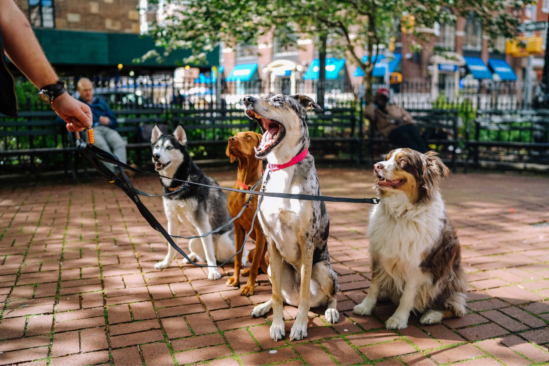 Dog walker with multiple happy dogs on leashes in El Paso